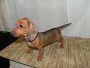 Dachshund Puppy for sale in Hillsboro, MO, USA