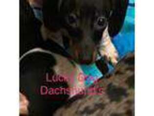 Dachshund Puppy for sale in Bryceville, FL, USA