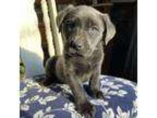 Labrador Retriever Puppy for sale in Gassaway, WV, USA