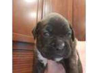 Boxer Puppy for sale in Clifton Park, NY, USA