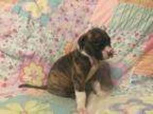 Great Dane Puppy for sale in Albany, KY, USA