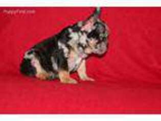 French Bulldog Puppy for sale in Rockville, MD, USA