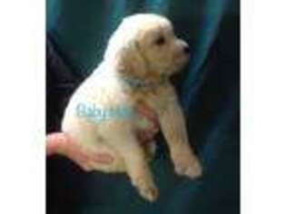 Golden Retriever Puppy for sale in Huntsville, TX, USA