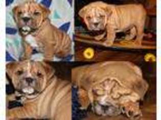 Bulldog Puppy for sale in Beaver, OH, USA