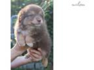 Miniature Australian Shepherd Puppy for sale in Dothan, AL, USA