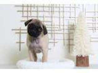 Pug Puppy for sale in Joppa, MD, USA