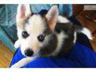 Siberian Husky Puppy for sale in Orem, UT, USA
