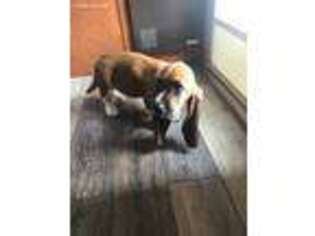 Basset Hound Puppy for sale in Omaha, TX, USA