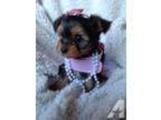 Yorkshire Terrier Puppy for sale in MONROE, CT, USA