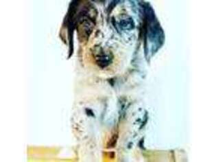 Mutt Puppy for sale in Coulee City, WA, USA