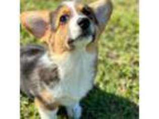 Pembroke Welsh Corgi Puppy for sale in Cottondale, FL, USA