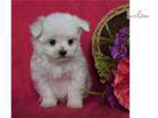 Maltese Puppy for sale in Harrisburg, PA, USA
