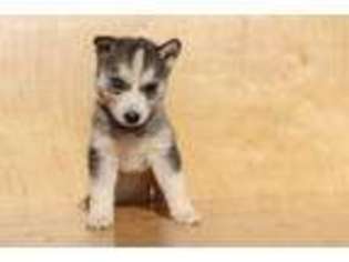 Siberian Husky Puppy for sale in Adairsville, GA, USA