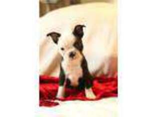 Boston Terrier Puppy for sale in Bowling Green, KY, USA
