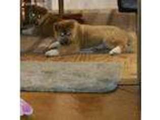 Akita Puppy for sale in Wright City, MO, USA