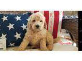 Mutt Puppy for sale in Callahan, FL, USA