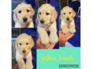 Labradoodle Puppy for sale in Lumpkin, GA, USA