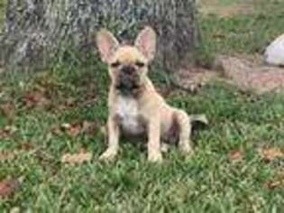 French Bulldog Puppy for sale in Hempstead, TX, USA