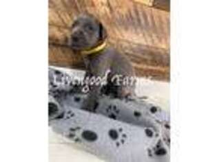 Great Dane Puppy for sale in Delta Junction, AK, USA