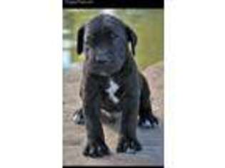 Cane Corso Puppy for sale in Mooreville, MS, USA
