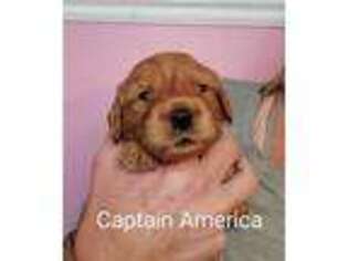 Goldendoodle Puppy for sale in Pleasant Grove, UT, USA