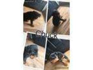 Rottweiler Puppy for sale in Hephzibah, GA, USA