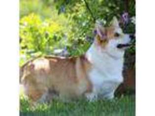 Pembroke Welsh Corgi Puppy for sale in Sunman, IN, USA