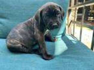 Cane Corso Puppy for sale in Moorpark, CA, USA