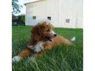 Goldendoodle Puppy for sale in Fort Wayne, IN, USA