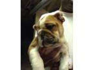 Bulldog Puppy for sale in JERSEY CITY, NJ, USA