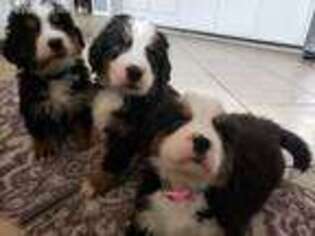 Bernese Mountain Dog Puppy for sale in Repton, AL, USA