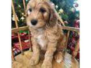 Brittany Puppy for sale in Orleans, VT, USA