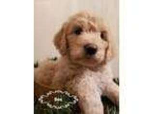 Goldendoodle Puppy for sale in Lester Prairie, MN, USA