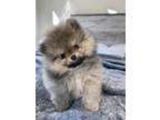 Pomeranian Puppy for sale in Longmont, CO, USA