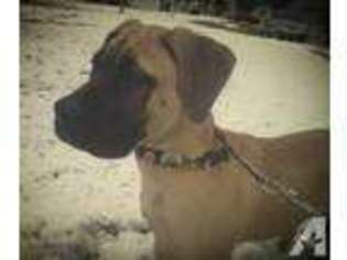Mastiff Puppy for sale in COLUMBUS, OH, USA