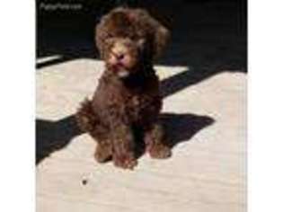 Goldendoodle Puppy for sale in Leasburg, MO, USA