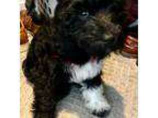 Barbet Puppy for sale in Northbrook, IL, USA