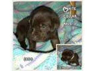 Labrador Retriever Puppy for sale in Grove City, OH, USA