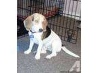 Beagle Puppy for sale in FORT BELVOIR, VA, USA
