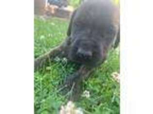 Mastiff Puppy for sale in Honey Brook, PA, USA