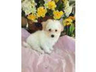 Maltese Puppy for sale in Crowley, TX, USA