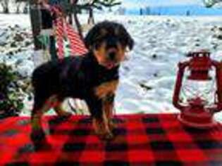 Airedale Terrier Puppy for sale in Warsaw, OH, USA