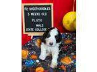 Mutt Puppy for sale in Bellefonte, PA, USA