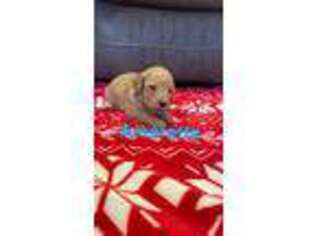 Goldendoodle Puppy for sale in South Windsor, CT, USA