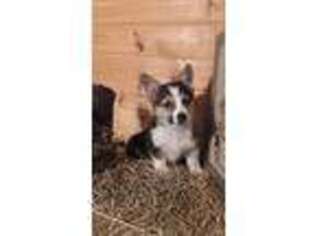 Pembroke Welsh Corgi Puppy for sale in Jasonville, IN, USA
