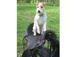 Jack Russell Terrier Puppy for sale in Crestwood, KY, USA