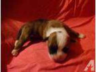 American Bulldog Puppy for sale in TUCSON, AZ, USA