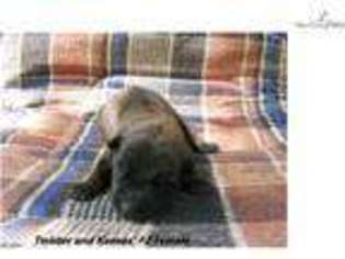 Dutch Shepherd Dog Puppy for sale in Oklahoma City, OK, USA