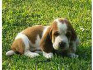 Basset Hound Puppy for sale in Coweta, OK, USA