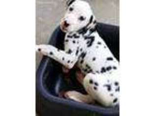 Dalmatian Puppy for sale in Canton, TX, USA